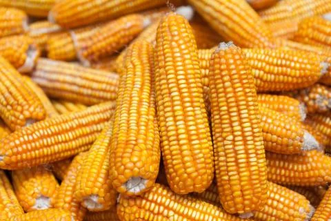 Dry corn Stock Photos