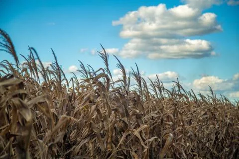 Dry corn Stock Photos