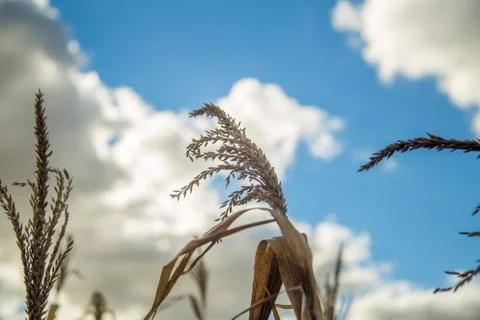 Dry corn Stock Photos