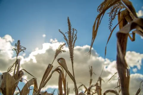 Dry corn Stock Photos