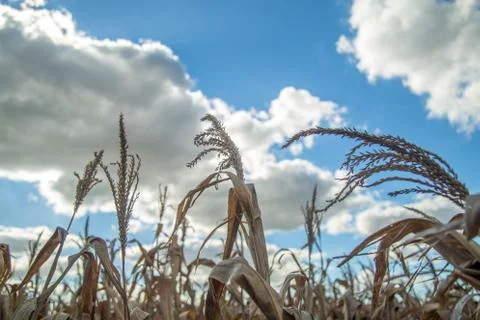 Dry corn Stock Photos