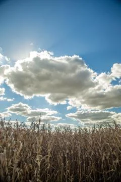 Dry corn Stock Photos