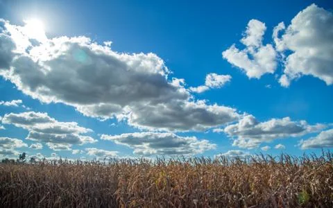 Dry corn Stock Photos
