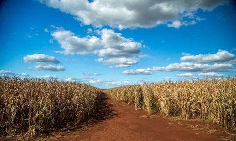 Dry corn Stock Photos