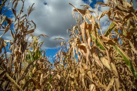 Dry corn Foto stock