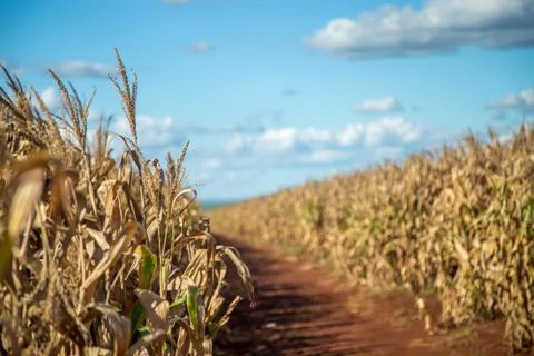 Dry corn Stock Photos