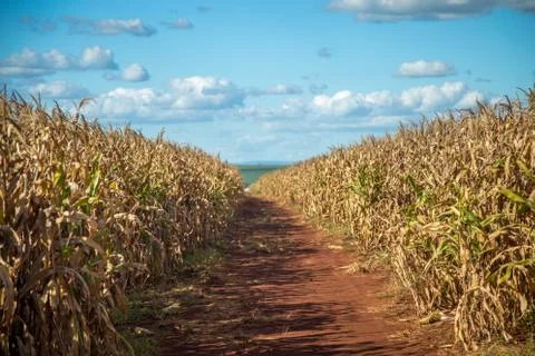 Dry corn Stock Photos