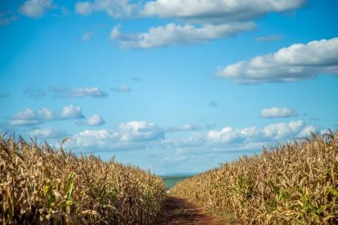 Dry corn Stock Photos