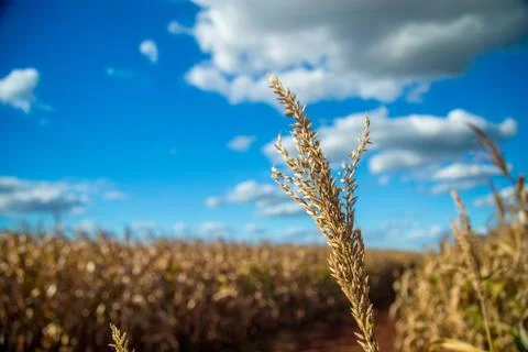 Dry corn Stock Photos