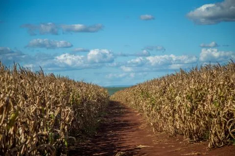 Dry corn Stock Photos