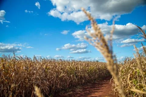 Dry corn Stock Photos