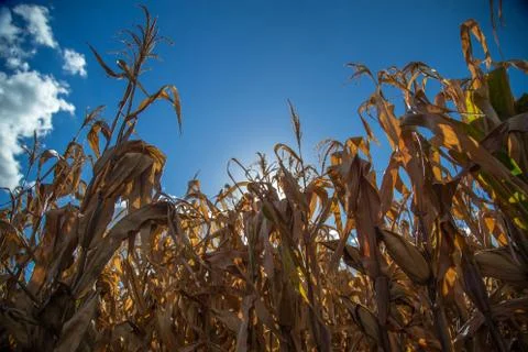Dry corn Stock Photos