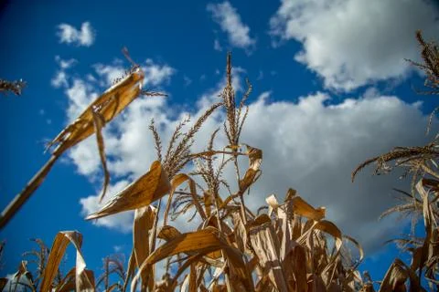 Dry corn Stock Photos