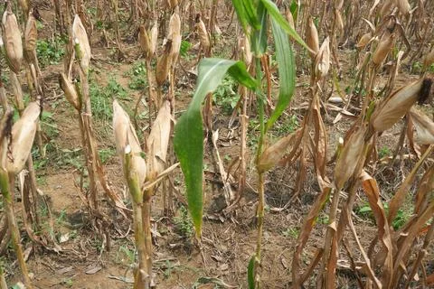 Dry corn Stock Photos