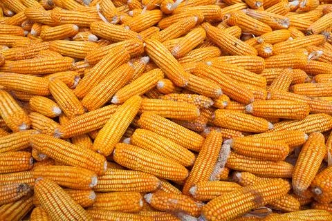 Dry corn Stock Photos