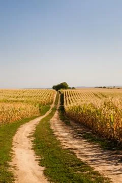 Dry corn plantation fields Stock Photos