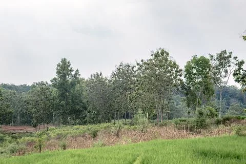Dry corn plot beside green rice terraces Stock Photos