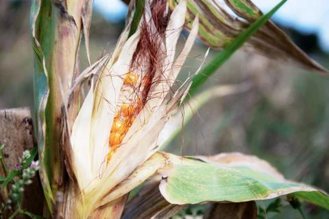 Dry corn pods on tree. Foto stock