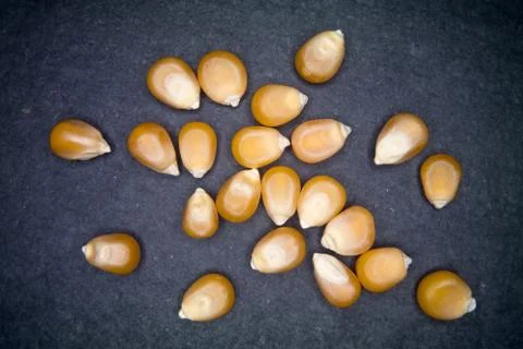 Dry corn scattered on a slate floor Stock Photos