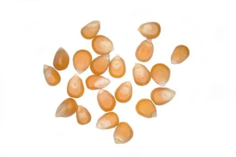 Dry corn scattered on a white plane Stockfoto's