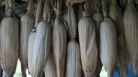 Dry Corn for Seed Collection, Corn Seed Collection, Organic Agriculture Stock Footage 141628633