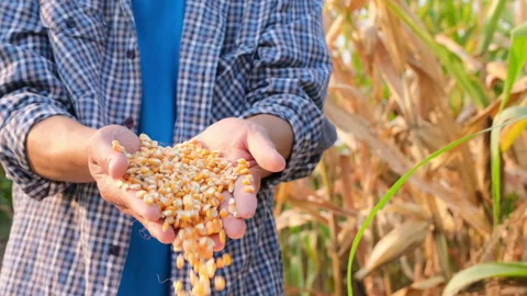 Dry corn seeds in farmer hands pouring into plantation 動画素材 151589689