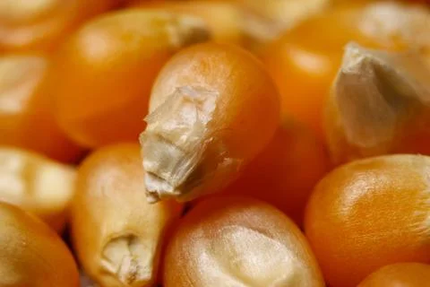 Dry corn seeds for popcorn Stock Photos