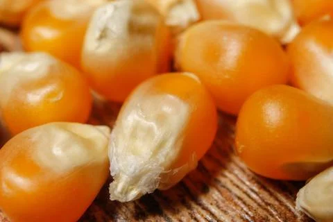 Dry corn seeds for popcorn Stock Photos
