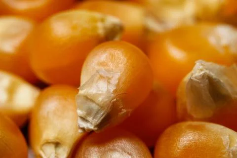 Dry corn seeds for popcorn Stock Photos