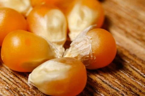 Dry corn seeds for popcorn Stock Photos