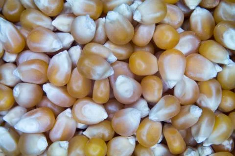 Dry corn seen from very close and up Stock Photos