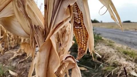 Dry Corn Stalk, Harvest Symbol Stock Footage 288833013