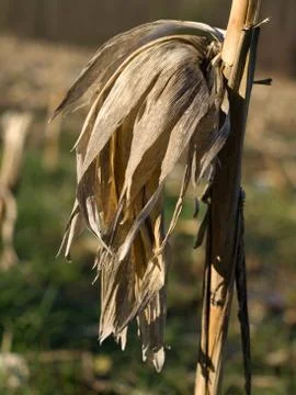 Dry corn stalk Foto stock