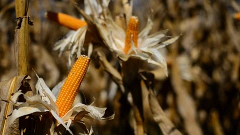 Dry corn on stalk. Ready for harvest and popping. Static B Video stock 121804471