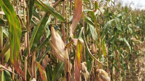 Dry corn stalks in the field Stock Footage 122207593