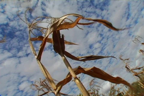 Dry corn stalks Stock Footage 491350