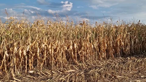 Dry corn stalks ready for harvest in a farm field 스톡 동영상 344158309