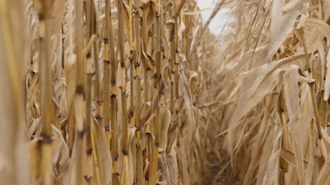 Dry corn stalks stand in a dense row, creating a natural corridor Stock Footage 278456275