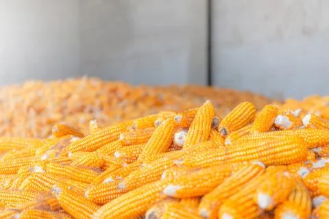 Dry corn store at mill storage, seed food industry concept Фото