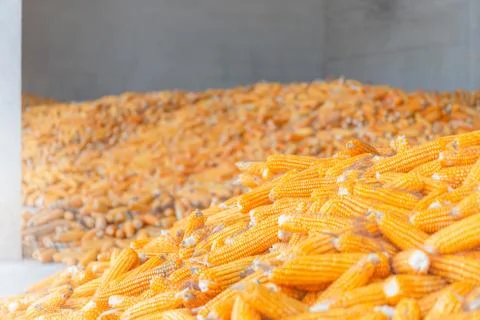 Dry corn store at mill storage, seed food industry concept 库存照片