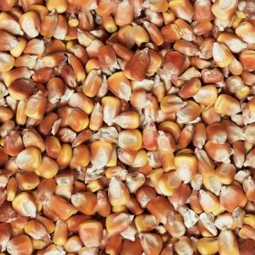 Dry corn texture Stock Photos