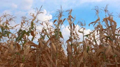 Dry corn tree in agricultural fields with blowing wind on blue sky Stock Footage 134556499