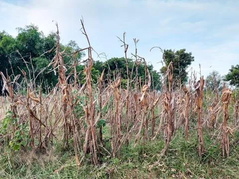Dry corn trees Fotos Stock