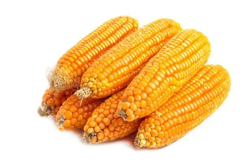 Dry corn on white background Stock Photos