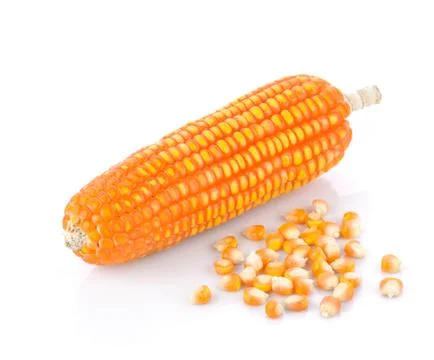 Dry corn on white on white background Stock Photos
