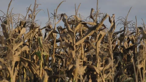 Dry cornfield in autumn Stock Footage 244710276