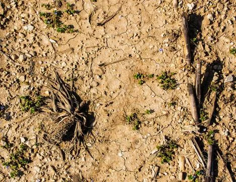Dry cornfield Stock-Fotos