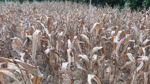 Dry Cornfield Ready for Harvest Stock Footage 337579840