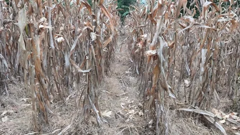 Dry Cornfield Ready for Harvest Video stock 337579852