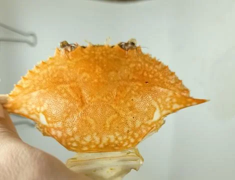 Dry crab shell Stock Photos